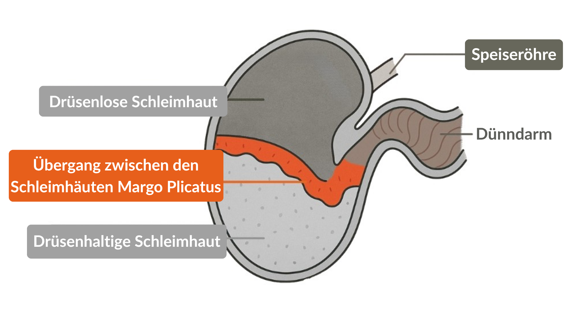 Schema Magen Pferd
